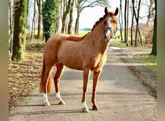 New Forest Pony, Mare, 8 years, 14,1 hh, Chestnut-Red