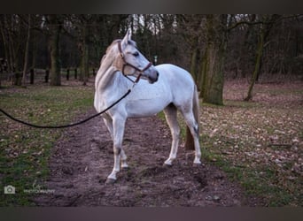 New Forest Pony Mix, Stute, 9 Jahre, 14,1 hh, Schimmel