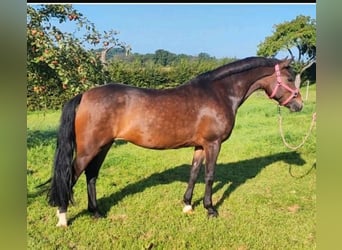 New Forest Pony, Mare, 9 years, 14.2 hh, Brown