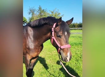 New Forest Pony, Mare, 9 years, 14.2 hh, Brown