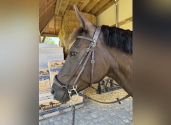 New Forest Pony, Mare, 9 years, 14.2 hh, Smoky-Black