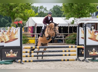 New Forest Pony, Mare, 9 years, 14 hh, Buckskin