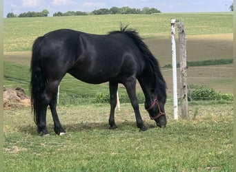New Forest Pony, Mare, 9 years, 14,1 hh, Black