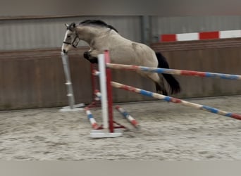 New Forest Pony, Mare, 9 years, 14,1 hh, Dun