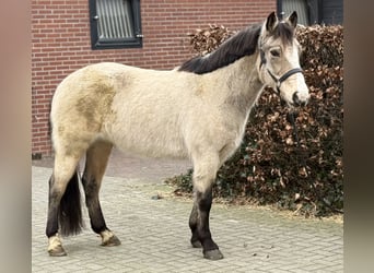 New Forest Pony, Mare, 9 years, 14,1 hh, Dun