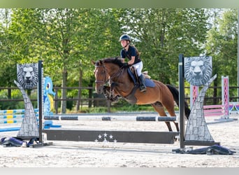 New Forest Pony, Merrie, 10 Jaar, 137 cm, Bruin