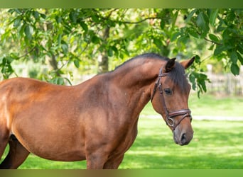 New Forest Pony, Merrie, 10 Jaar, 137 cm, Bruin