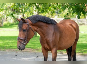 New Forest Pony, Merrie, 10 Jaar, 137 cm, Bruin