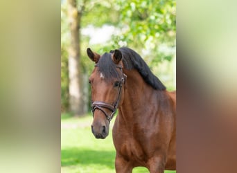 New Forest Pony, Merrie, 10 Jaar, 137 cm, Bruin