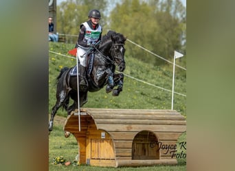 New Forest Pony, Merrie, 10 Jaar, 144 cm, Zwart