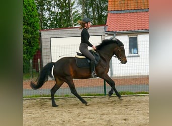 New Forest Pony, Merrie, 10 Jaar, 146 cm, Zwartbruin