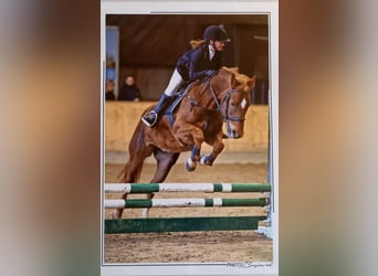 New Forest Pony, Merrie, 10 Jaar, 147 cm, Vos