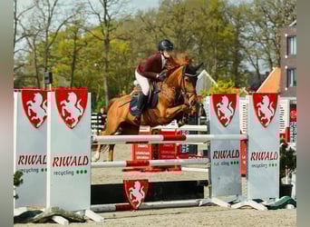 New Forest Pony, Merrie, 10 Jaar, 148 cm, Vos