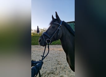 New Forest Pony Mix, Merrie, 11 Jaar, 140 cm, Zwart