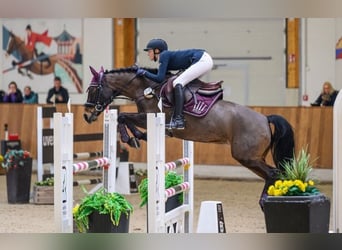 New Forest Pony, Merrie, 11 Jaar, 144 cm, Bruin