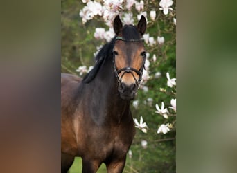 New Forest Pony, Merrie, 11 Jaar, 145 cm, Bruin