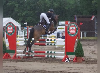 New Forest Pony, Merrie, 11 Jaar, 146 cm