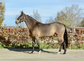 New Forest Pony, Merrie, 11 Jaar, 147 cm, Donkerbruin