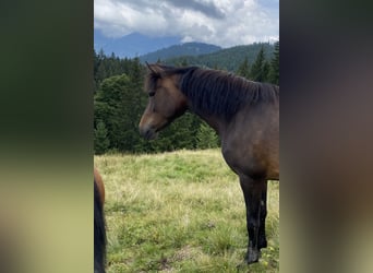 New Forest Pony, Merrie, 11 Jaar, 148 cm, Bruin