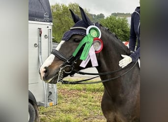 New Forest Pony, Merrie, 11 Jaar, 148 cm, Donkerbruin