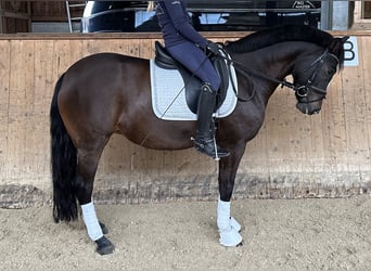 New Forest Pony, Merrie, 11 Jaar, 148 cm, Donkerbruin