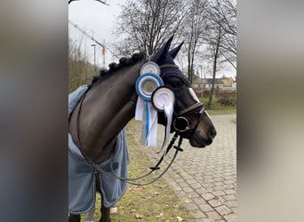 New Forest Pony, Merrie, 11 Jaar, 148 cm, Donkerbruin