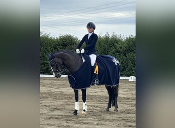 New Forest Pony, Merrie, 11 Jaar, 148 cm, Donkerbruin