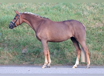 New Forest Pony, Merrie, 11 Jaar, 148 cm, Vos