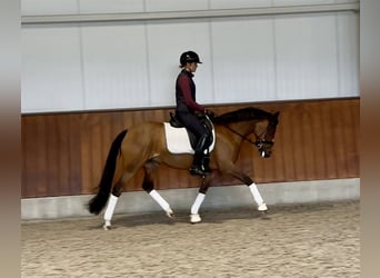 New Forest Pony, Merrie, 12 Jaar, 146 cm, Bruin