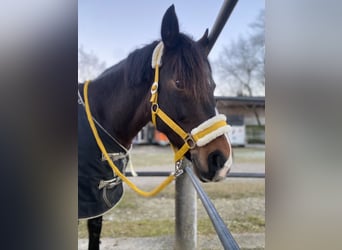 New Forest Pony, Merrie, 12 Jaar, 146 cm, Donkerbruin