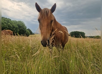 New Forest Pony Mix, Merrie, 12 Jaar, 148 cm, Donkere-vos