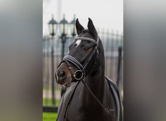 New Forest Pony, Merrie, 12 Jaar, Zwart