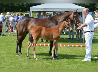 New Forest Pony, Merrie, 13 Jaar, 146 cm, Bruin