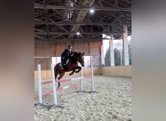 New Forest Pony, Merrie, 13 Jaar, 146 cm, Bruin