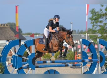 New Forest Pony, Merrie, 13 Jaar, 146 cm, Bruin