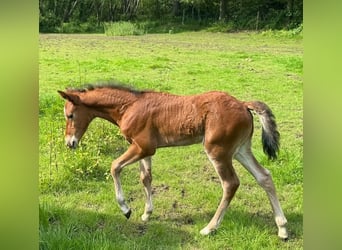 New Forest Pony, Merrie, 13 Jaar, 146 cm, Donkerbruin