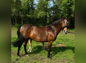 New Forest Pony, Merrie, 13 Jaar, 146 cm, Donkerbruin