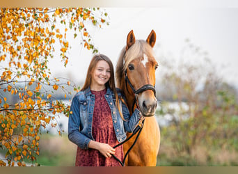 New Forest Pony, Merrie, 13 Jaar, 146 cm, Vos