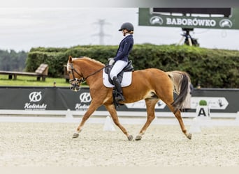 New Forest Pony, Merrie, 13 Jaar, 146 cm, Vos