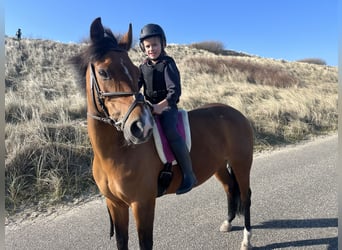 New Forest Pony, Merrie, 14 Jaar, 136 cm, Donkerbruin