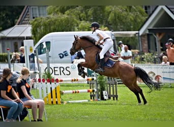 New Forest Pony, Merrie, 14 Jaar, 136 cm, Donkerbruin