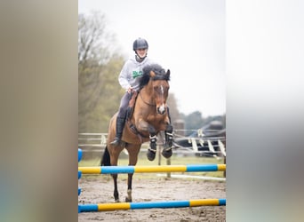 New Forest Pony, Merrie, 14 Jaar, 136 cm, Donkerbruin