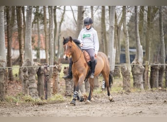 New Forest Pony, Merrie, 14 Jaar, 136 cm, Donkerbruin