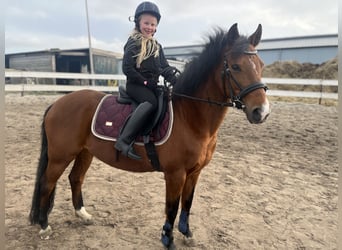 New Forest Pony, Merrie, 14 Jaar, 136 cm, Donkerbruin