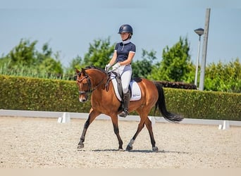 New Forest Pony, Merrie, 14 Jaar, 136 cm, Donkerbruin