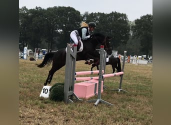 New Forest Pony, Merrie, 14 Jaar, 137 cm, Zwart