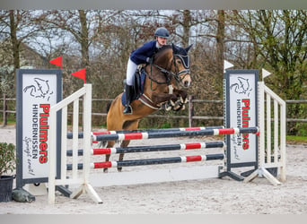 New Forest Pony, Merrie, 14 Jaar, 145 cm, Buckskin