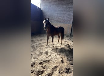 New Forest Pony, Merrie, 15 Jaar, 140 cm, Donkere-vos