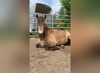 New Forest Pony, Stute, 15 Jahre, 142 cm, Falbe