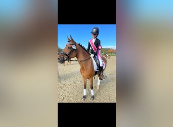 New Forest Pony, Merrie, 15 Jaar, 146 cm, Bruin